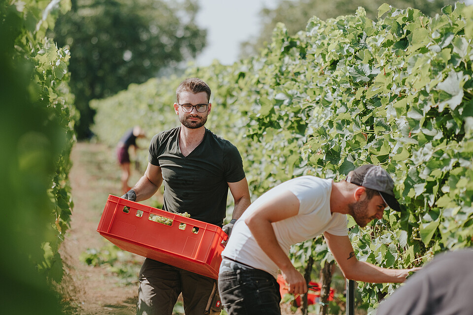 Two viticulture students harvesting grapes in the Wine Campus Neustadt vineyard