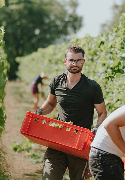 Student harvesting grapes in the vineyard