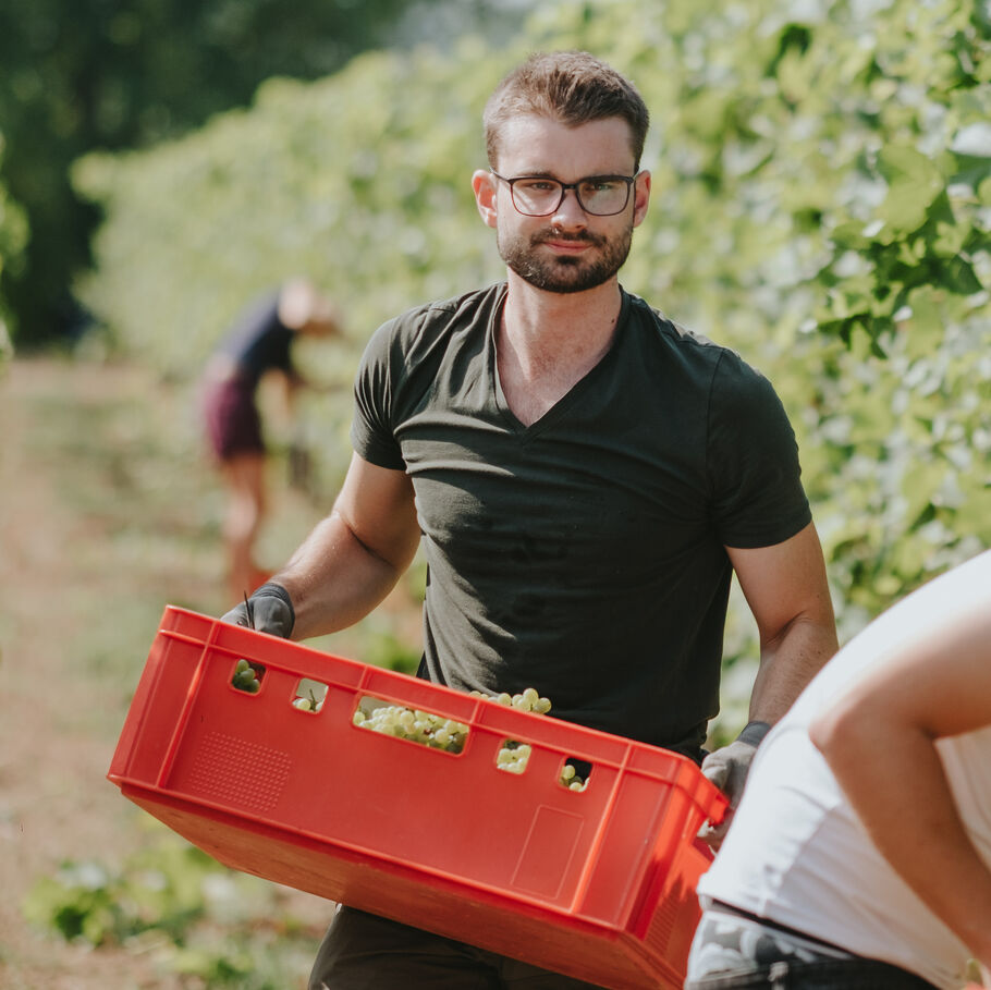 Deux étudiants en viticulture vendangent des raisins dans le vignoble du Wine Campus Neustadt