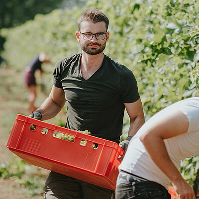Zwei Weinbaustudenten ernten Trauben im Weinberg des Weincampus Neustadt
